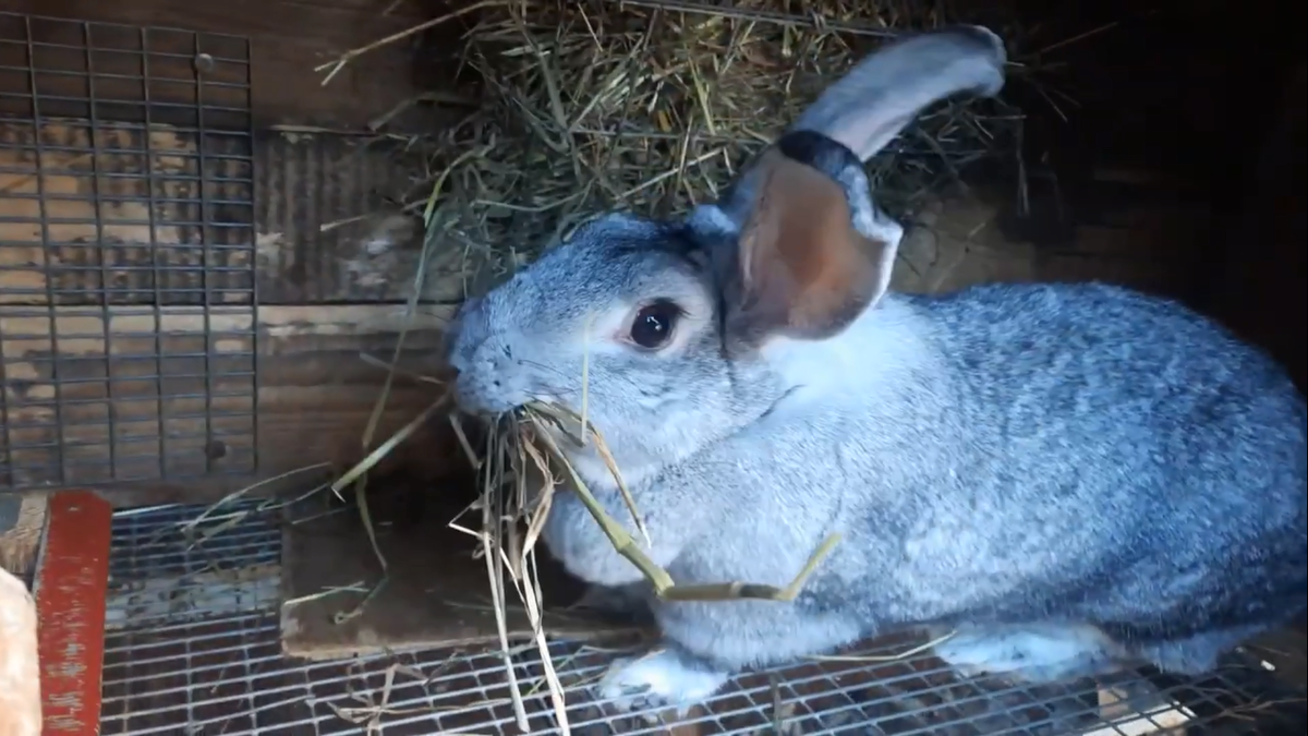 Одна из первых наших крольчих