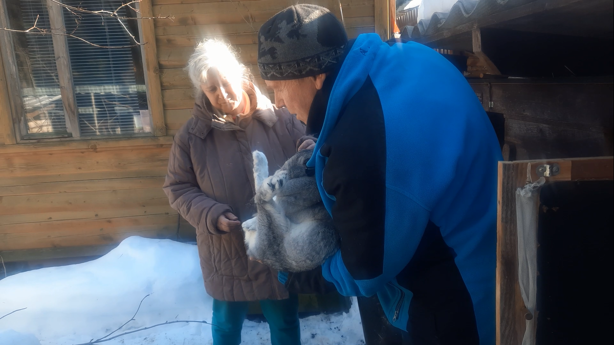 Проверка крольчихи на профпригодность