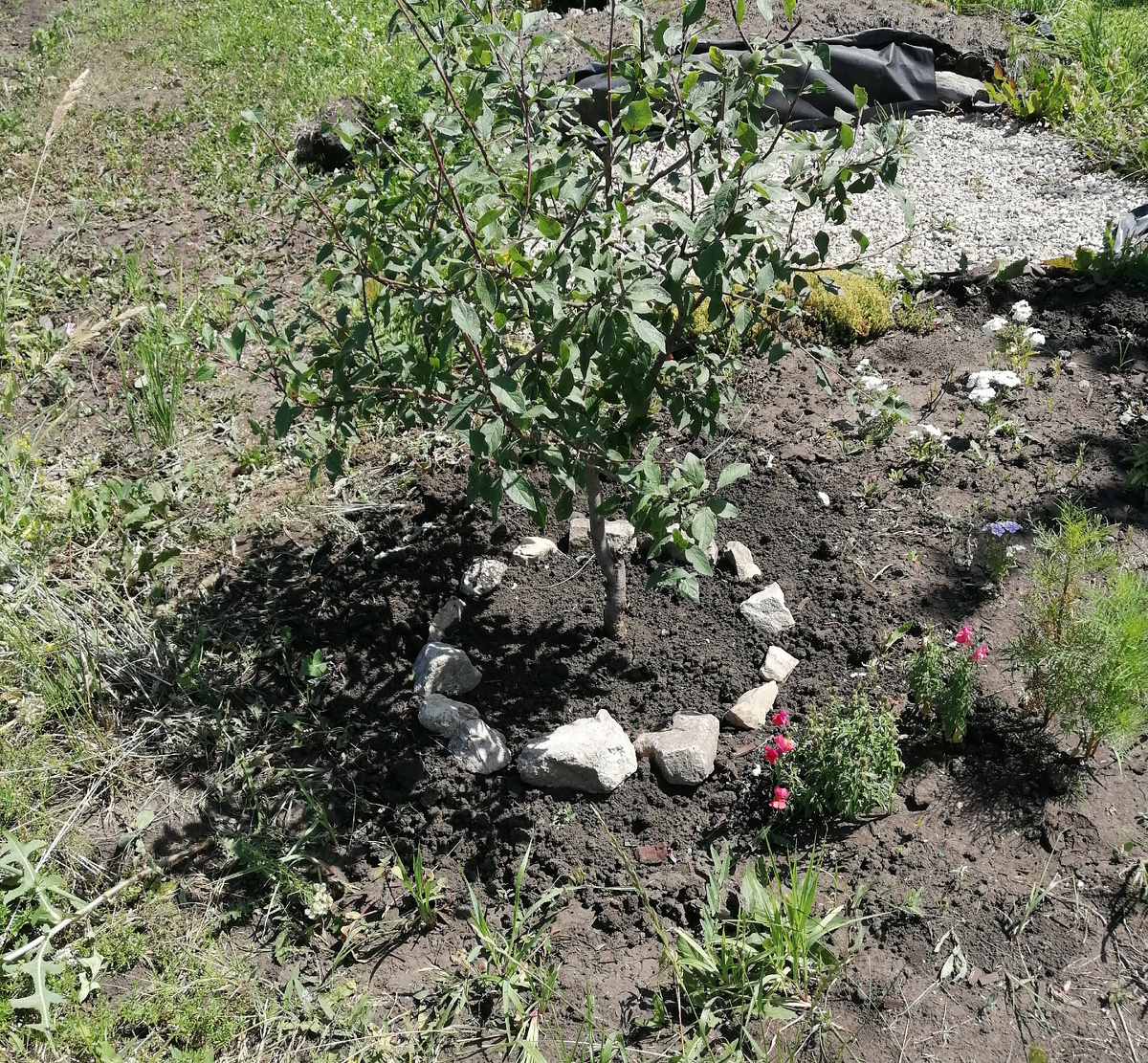 Слива, которая выросла из косточки