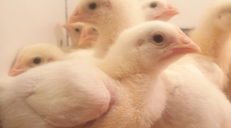 Выращивание бройлеров в моём хозяйстве. Руководство для начинающих