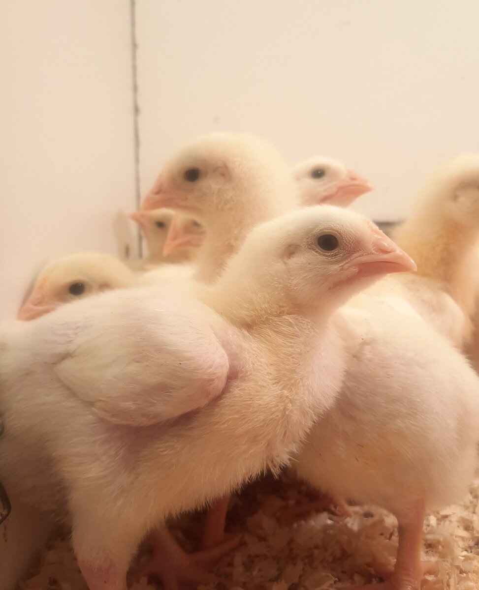 Мои цыплята-бройлеры в возрасте 10 суток