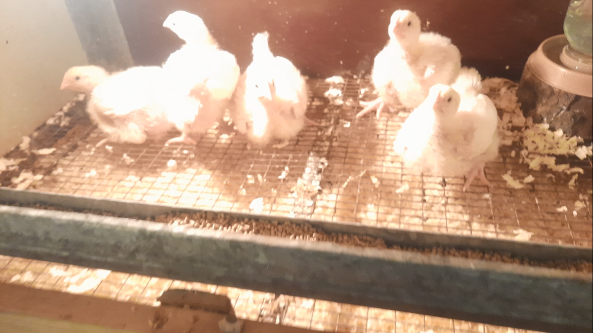 Содержание цыплят-бройлеров в клетке