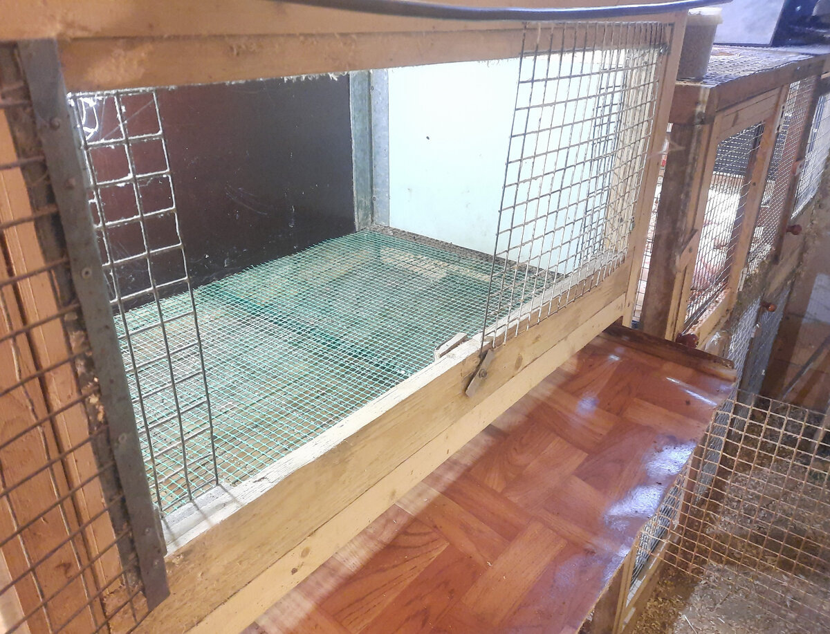 Один из ярусов брудера подготовлен для приёма цыплят