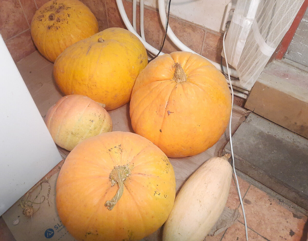 Овощи, используемые для кормления кур зимой