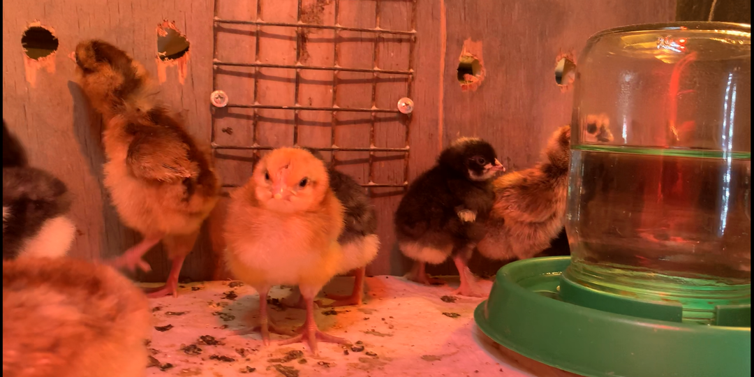 Когда лучше инкубировать цыплят, будущих кур-несушек?