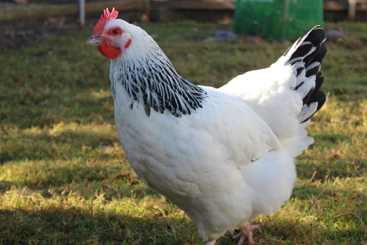 Кура Доминант Д104, именно таких мы приобрели (фото из сети интернет)