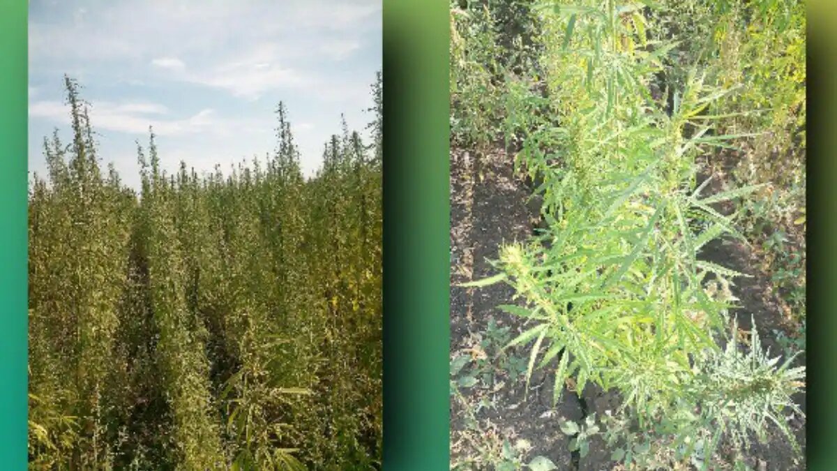 Фото:Telegram-канал Россельхозцентр. Лен и конопля
О семеноводстве технической конопли в Краснодарском крае