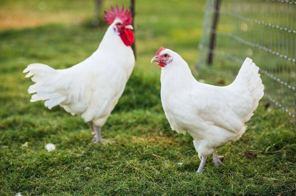 Порода кур Русская белая, фото из сети интернет