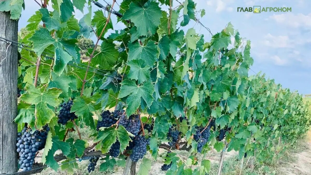 Фото:© Владимир Исаенко / Glavagronom.ruК 2030 году потенциал поставок продукции АПК из России в Перу может достигнуть 67 млн долларов