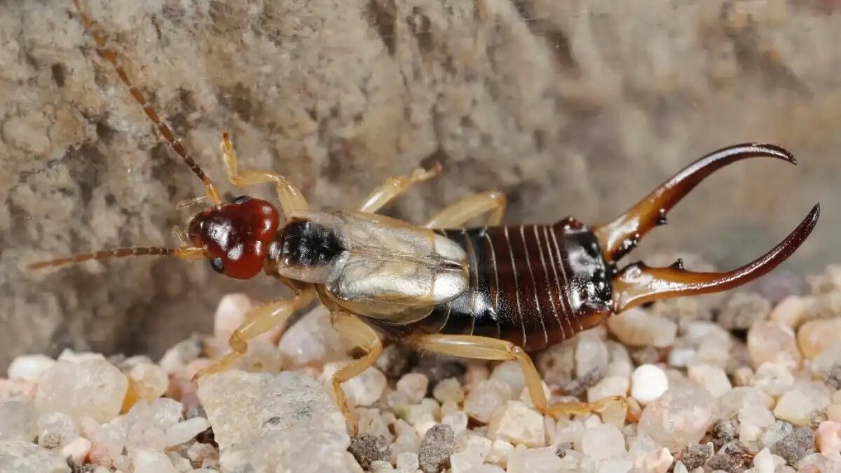 Фото:Джозеф Бергер / Bugwood.org
Уховертка европейская питается очень молодыми, только что появившимися плодами цитрусовых