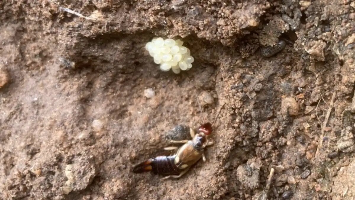 Фото:Джей Розенхайм
Европейская уховертка Forficula auricularia (на фото с кладкой яиц), была признана потенциальным вредителем в цитрусовых рощах