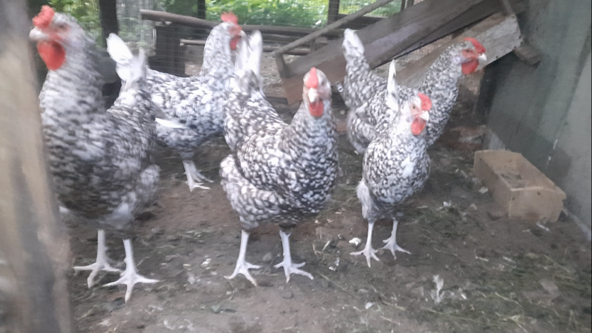 Куры породы пушкинская на выгуле