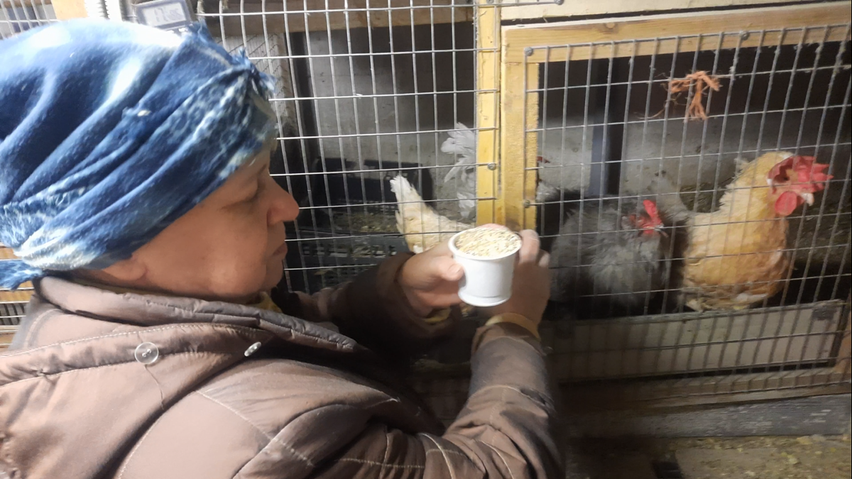 Корм куры получают дозированно