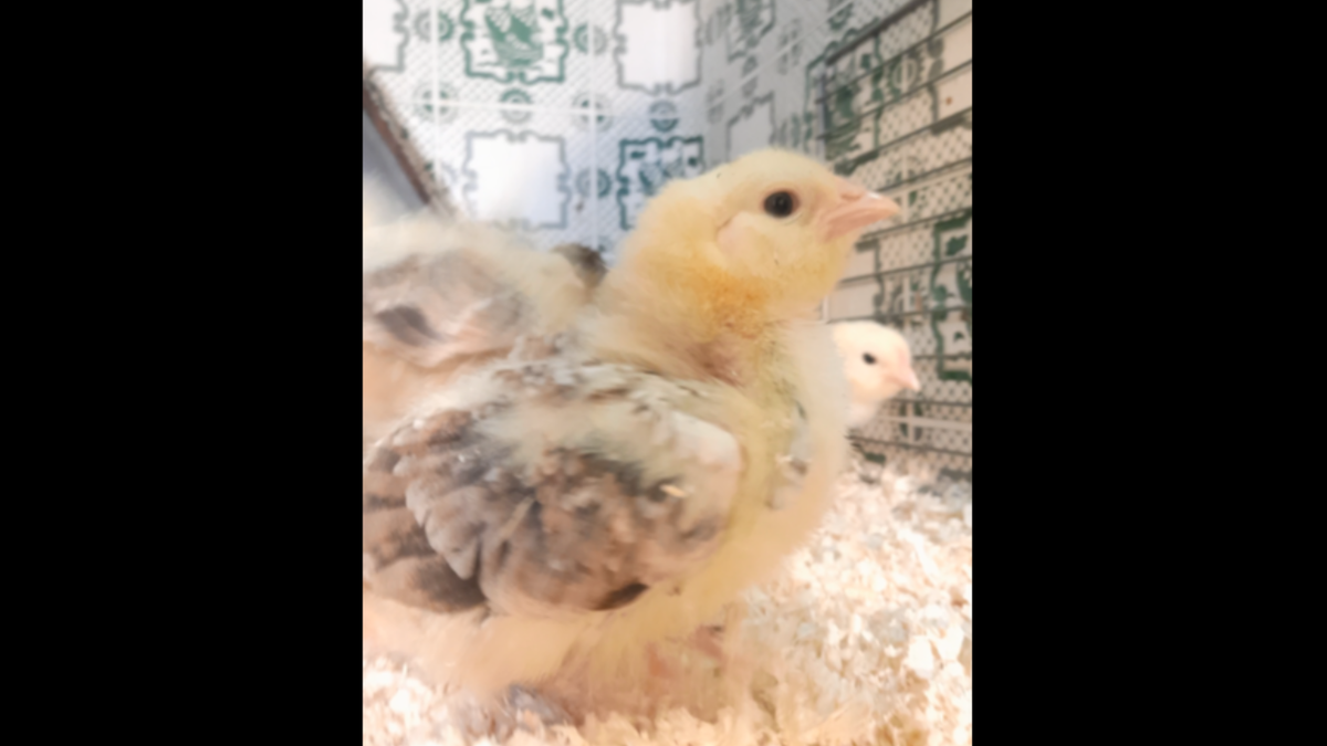 Цыплята Фавероль в возрасте 1 недели