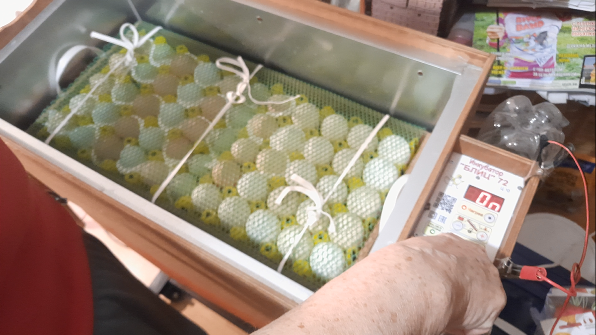 Загрузили в инкубатор яйцо, также добавили другое, от своих кур