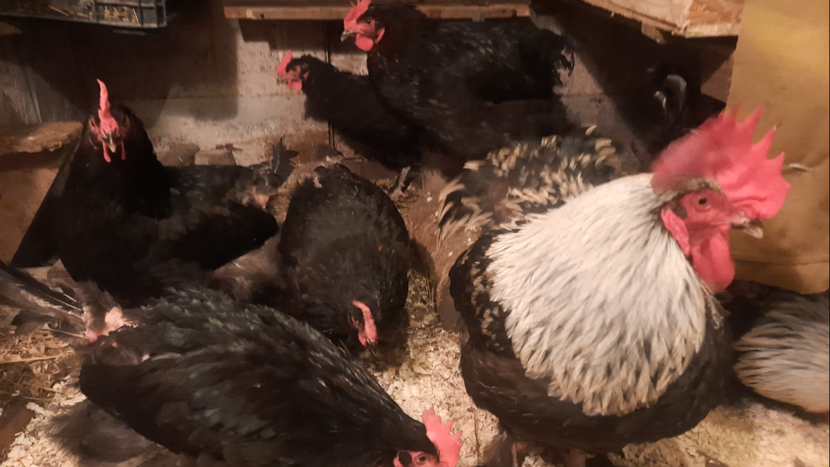 Куры породы Маран находится в линьке