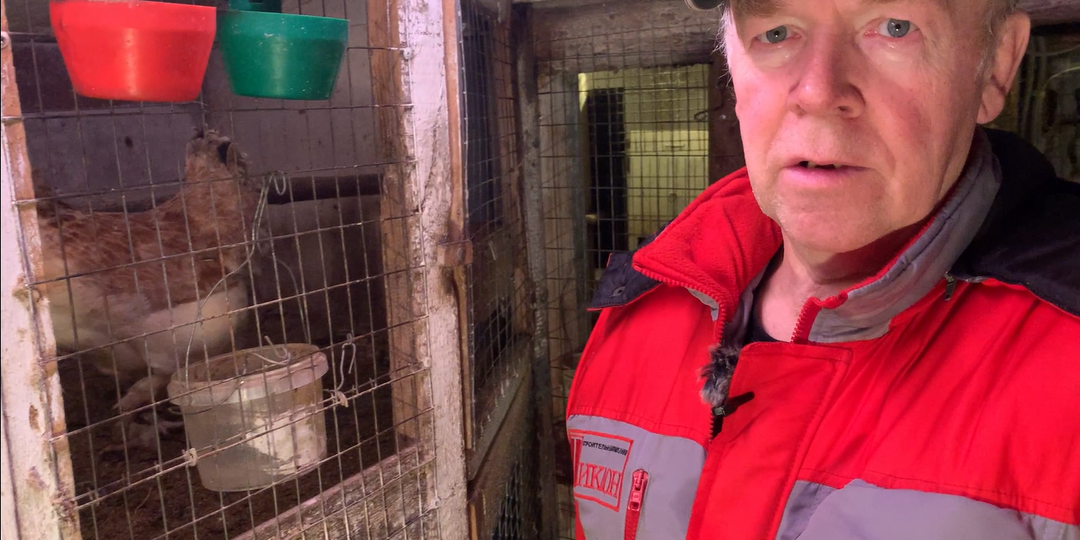 Можно-ли выжить, торгуя куриным яйцом со своего хозяйства?