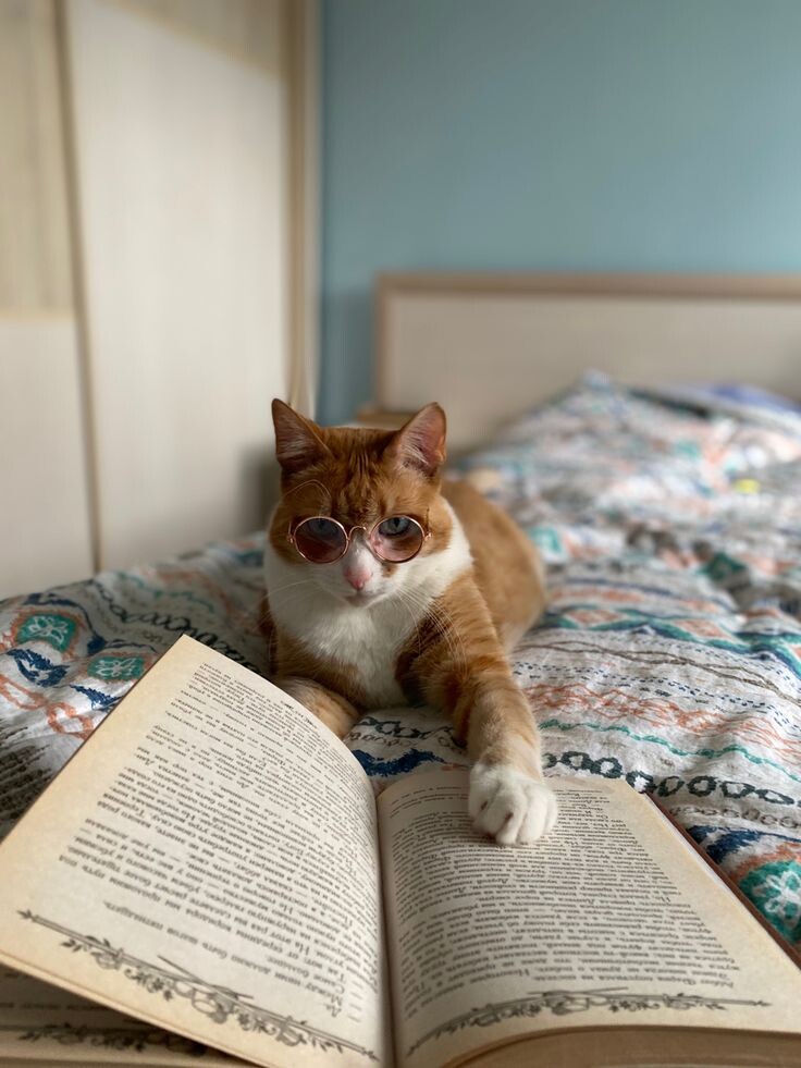 Умного вам котика на удачу <3