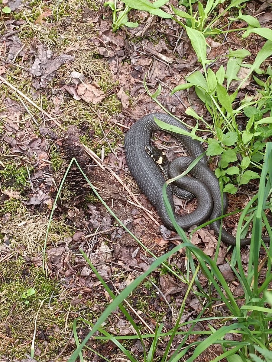 Но я успела красавца заснять