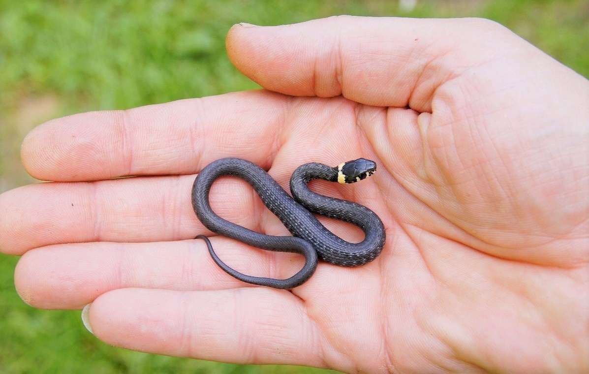 Миленький малыш, как с таким не поиграть:) Источник: Яндекс.Картинки