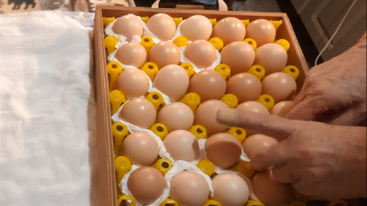 Яйцо бройлера в лотке, перед закладкой в инкубатор