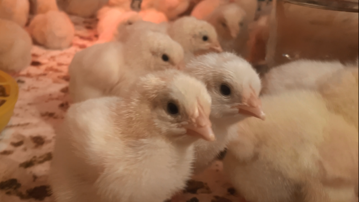 Цыплята-бройлеры возраст двое суток
