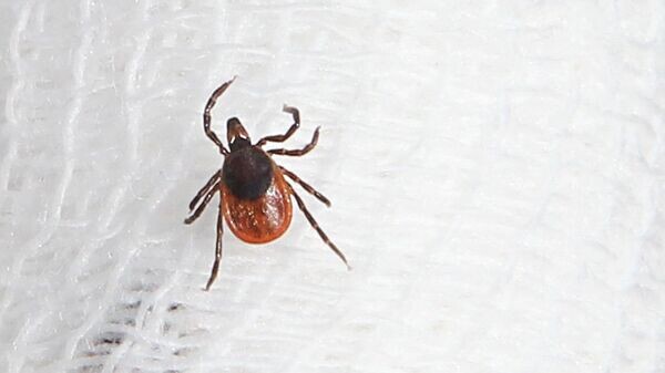    © РИА Новости . Владимир Федоренко