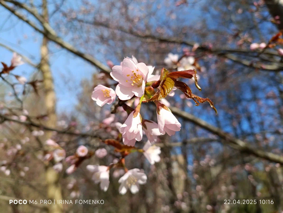 Цветущая сакура в Петербурге около Серебряного пруда. Фото автора