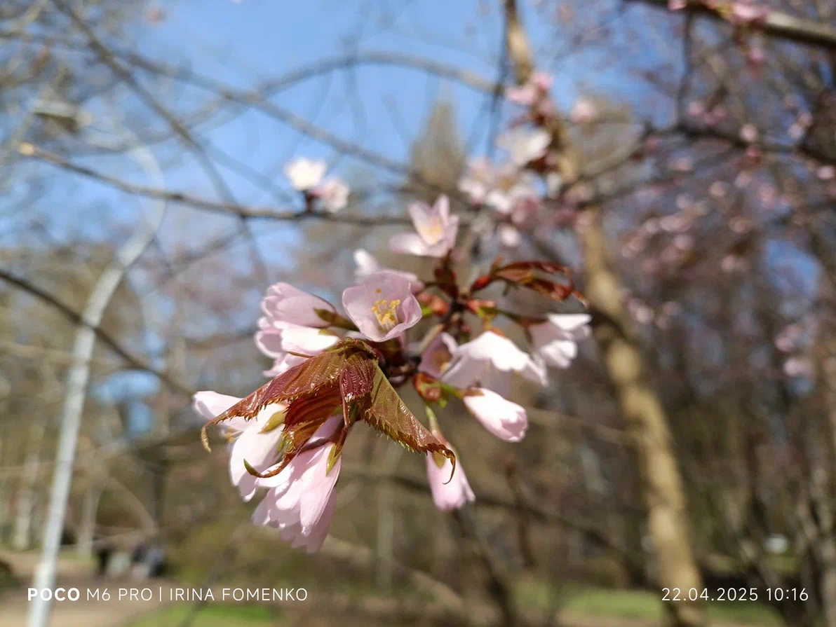 Цветущая сакура в Петербурге около Серебряного пруда. Фото автора