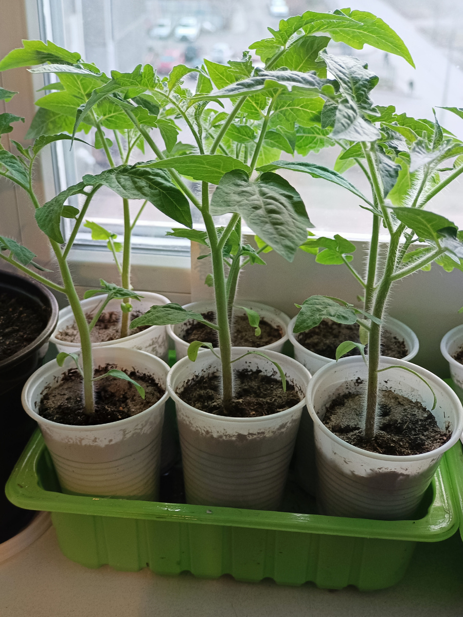 На южном окне помидоры и без прищипки корня растут неплохо / листать —>