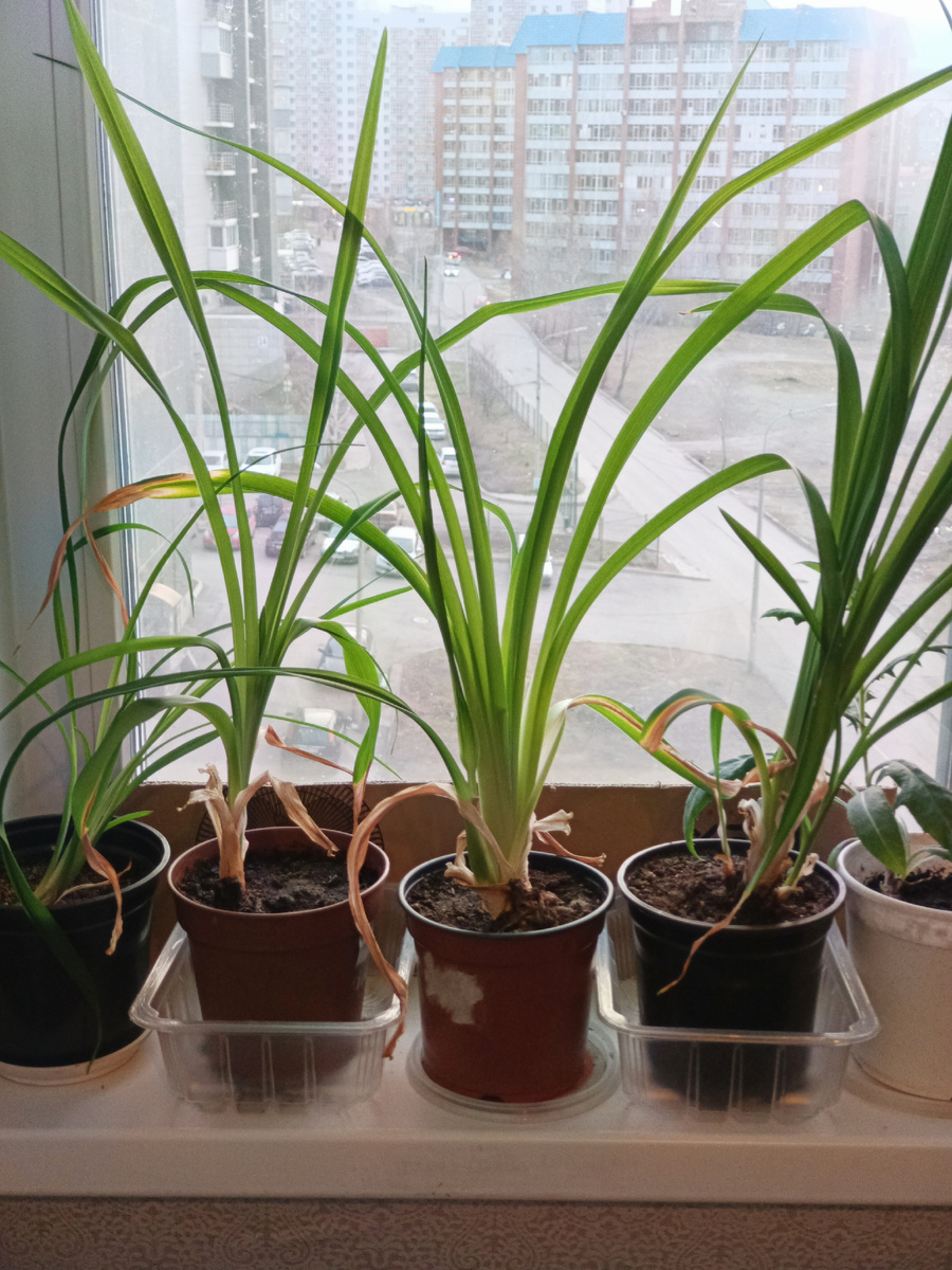 Переросшие лилейники ждут высадки в грунт