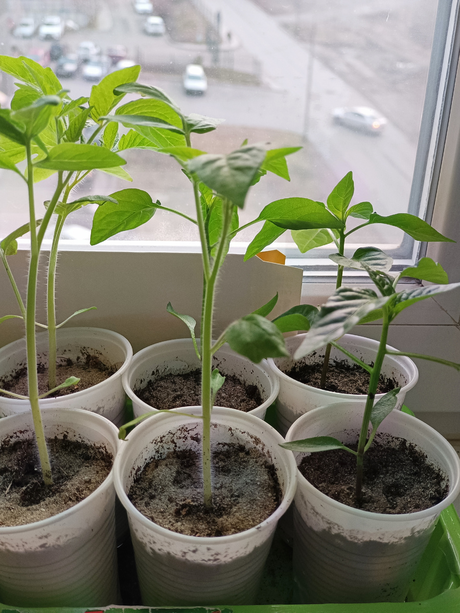 Эта рассада переехала с восточного окна на южное, немного отстает в росте