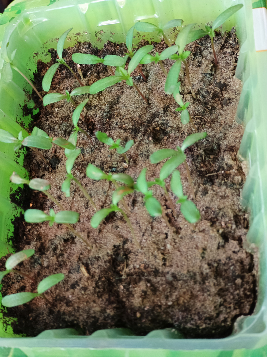 Сеянцы бархатцев