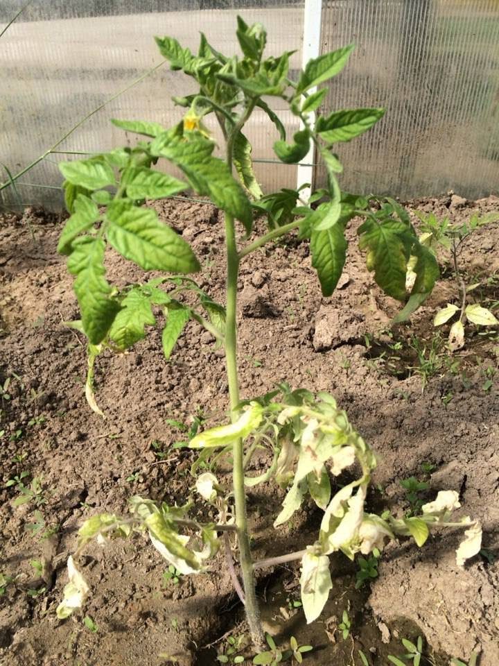 Рис 2. Азотное голодание.