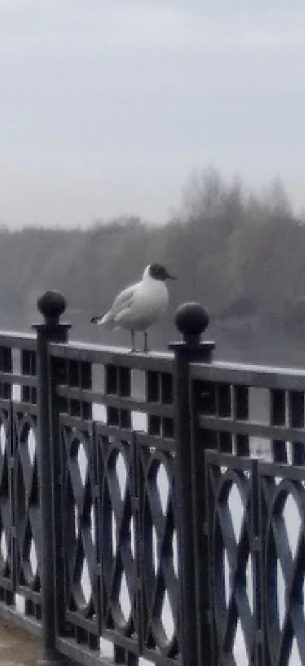 У нас туманы по утрам...