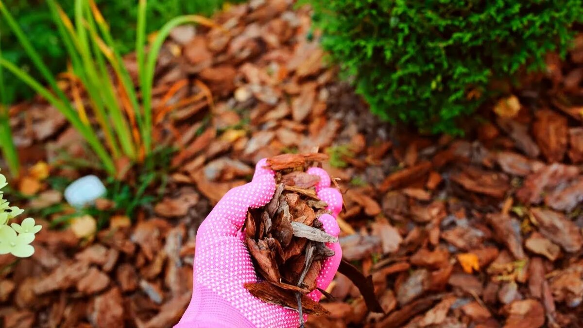 Мульчирование роз