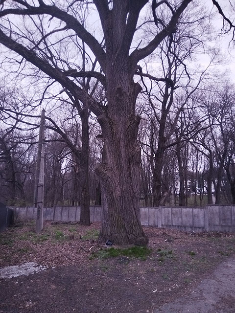    Ствол дерева в обхвате превышает пять метров, а крона его просто огромна