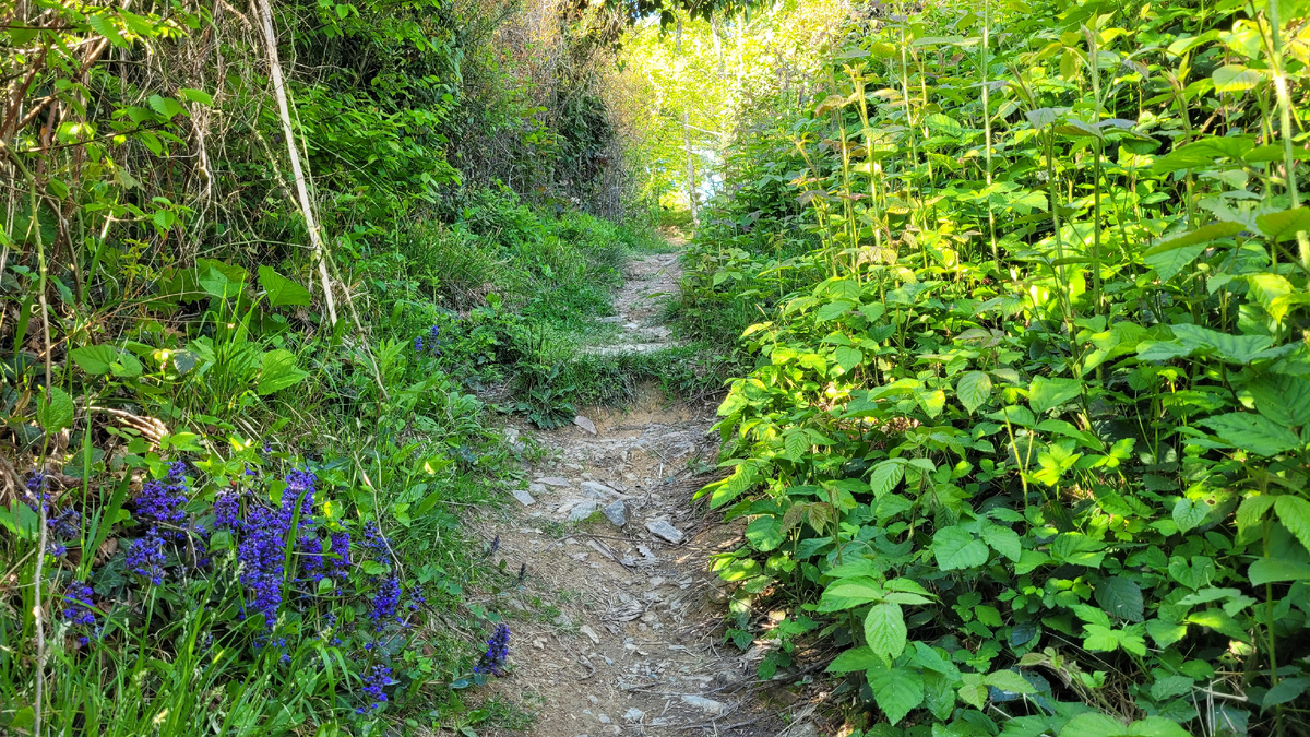 Часть пути - дорога в гору через лес
