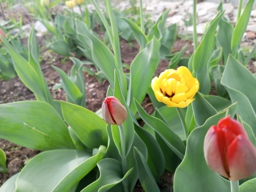 Теперь это мои тюльпаны.