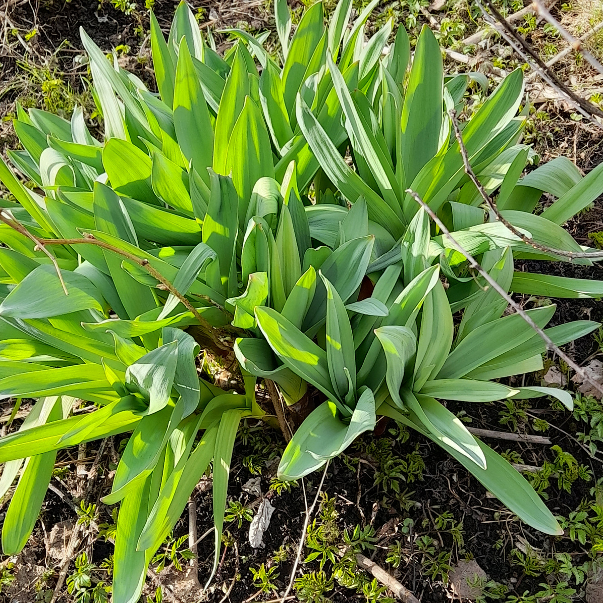 Фото автора. Лук Суворова
