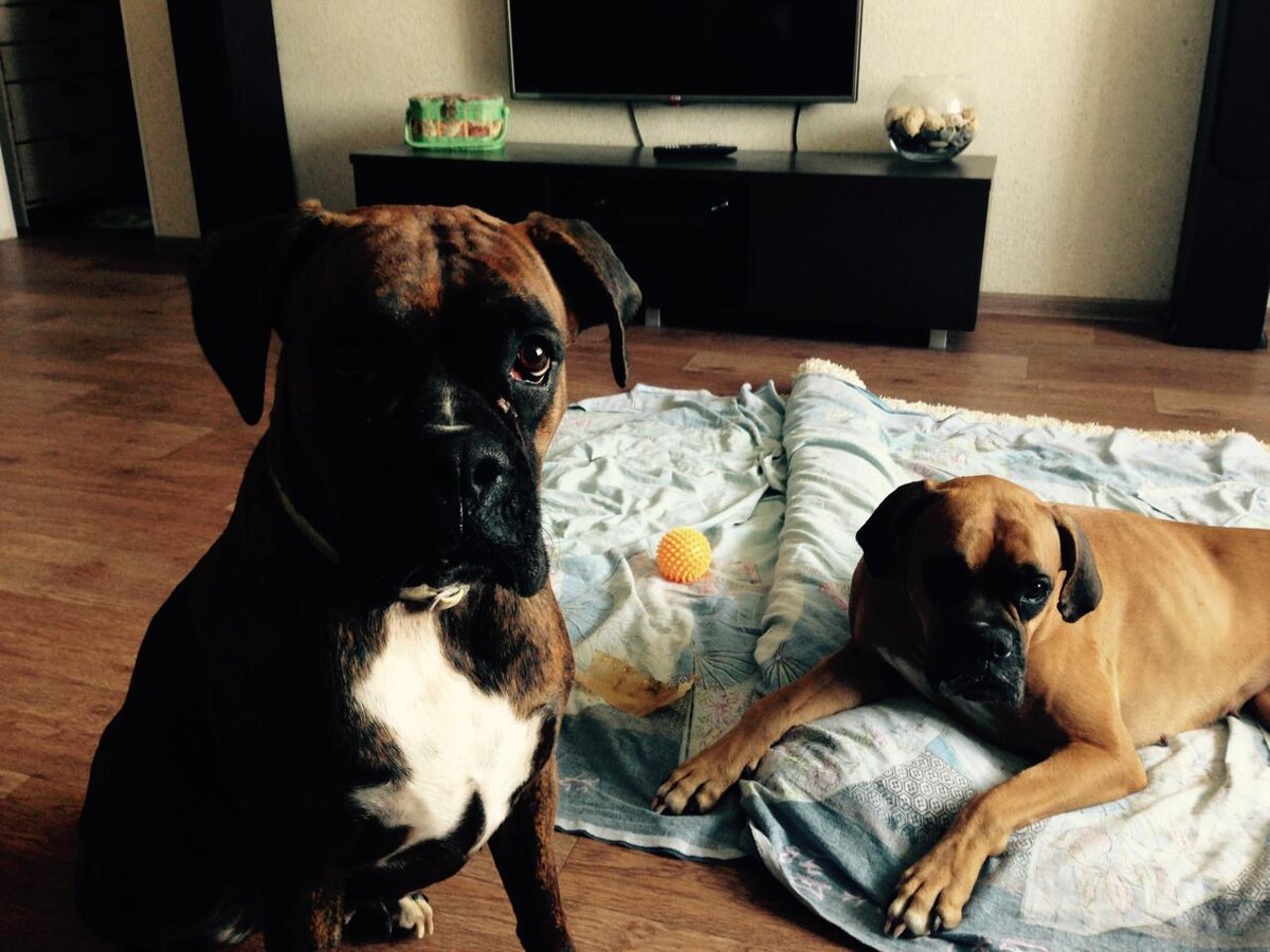 Шанти и Джема. Фото из личного архива