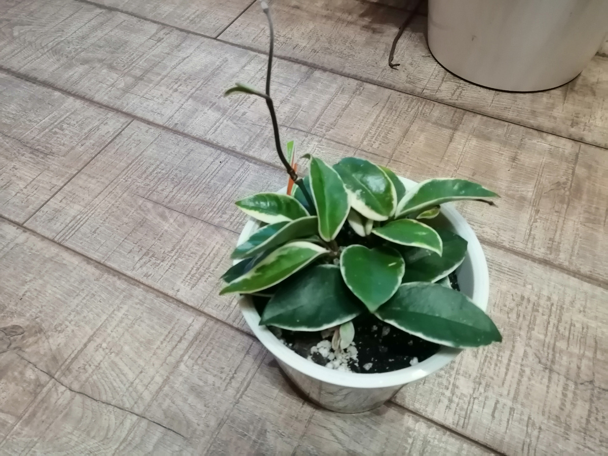 Хойя Кримсон квин