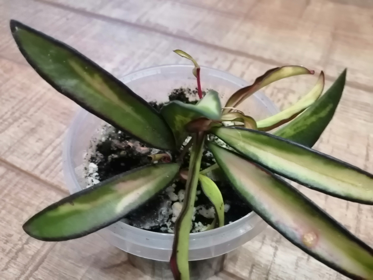 Хойя Вайети вариегата