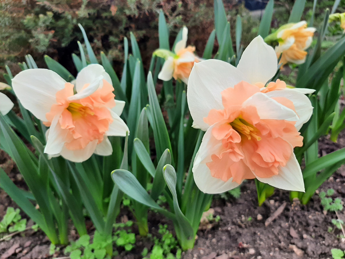 Нарцисс Apricot Whirl