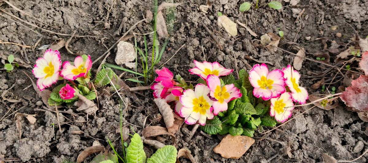 Кустик был подарен в горшке на работе несколько лет назад. Осенью поделила куст, выжил, под снег в феврале уходила примула с бутонами. Очень за нее переживала.