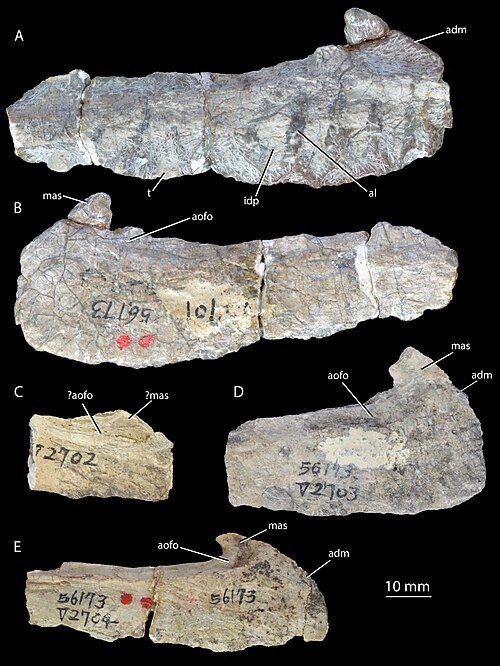 Кости вангизуха.