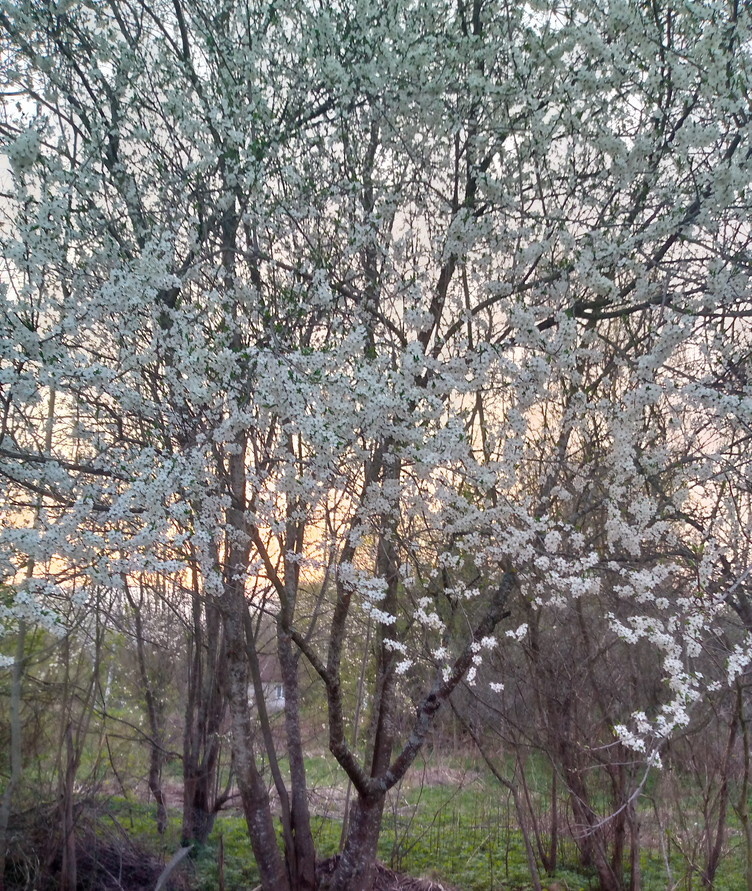 Алыча цветёт