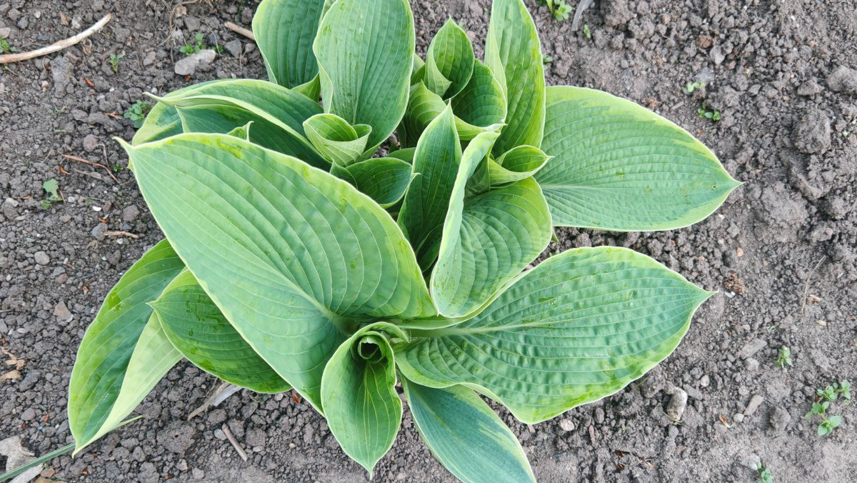 Фото автора_Хоста 22 апреля 2025_Абиква Мунбин