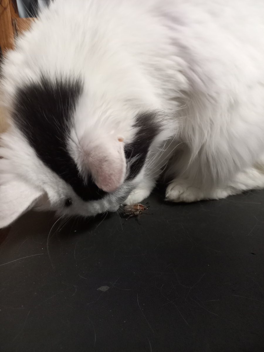 Пусе принесли жука. Знакомится