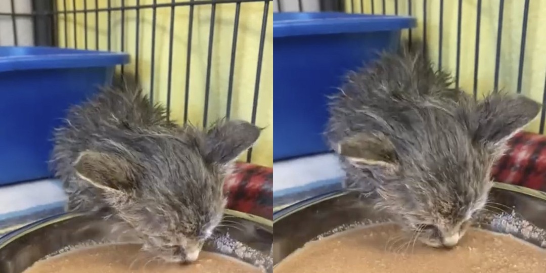 До слез: котенок наконец почувствовал себя в безопасности